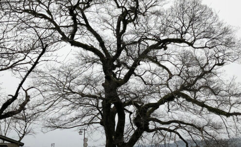 日田市若宮町 人助けの椋の木