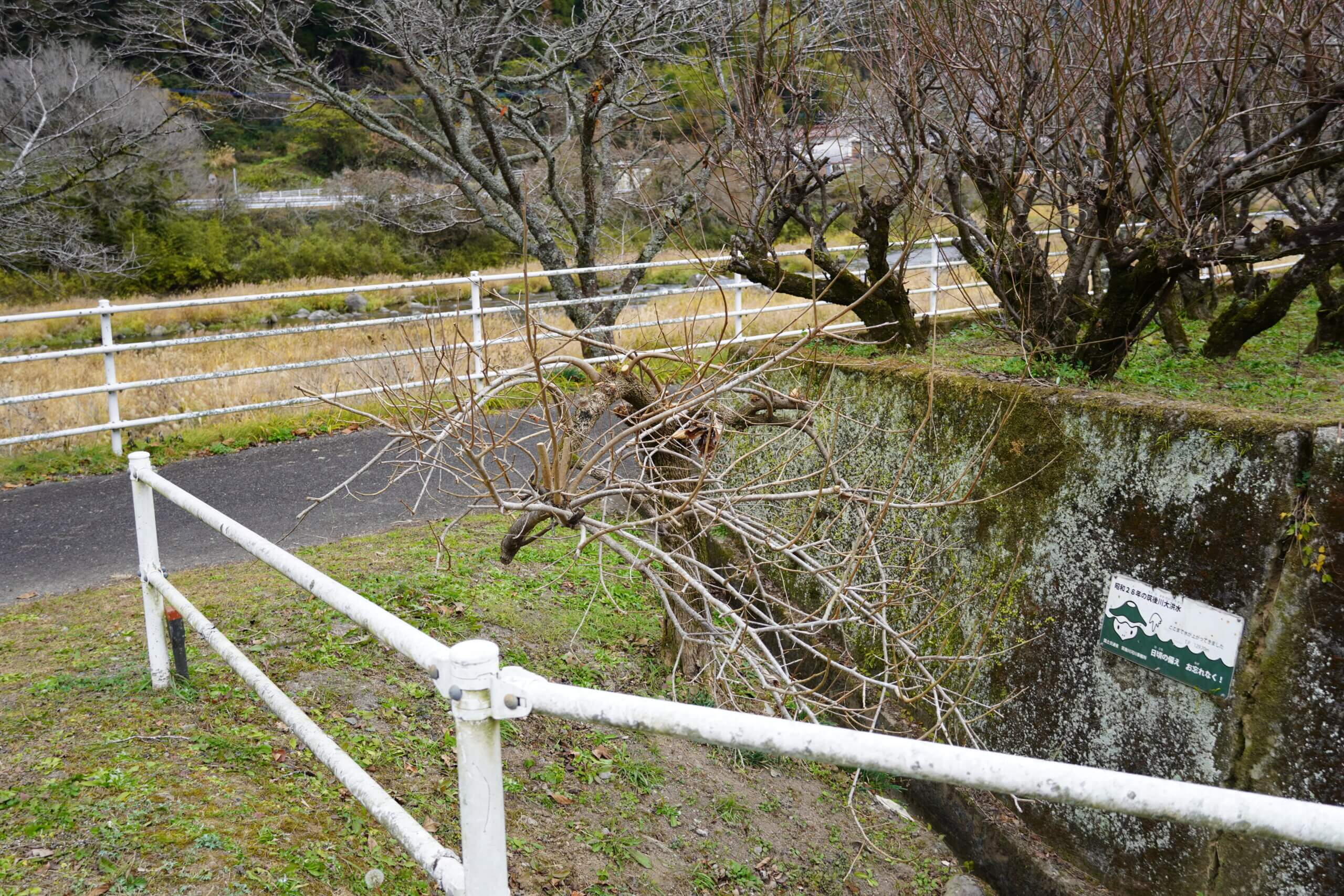 日田市大山町西大山 昭和28年の筑後川大洪水 水位標